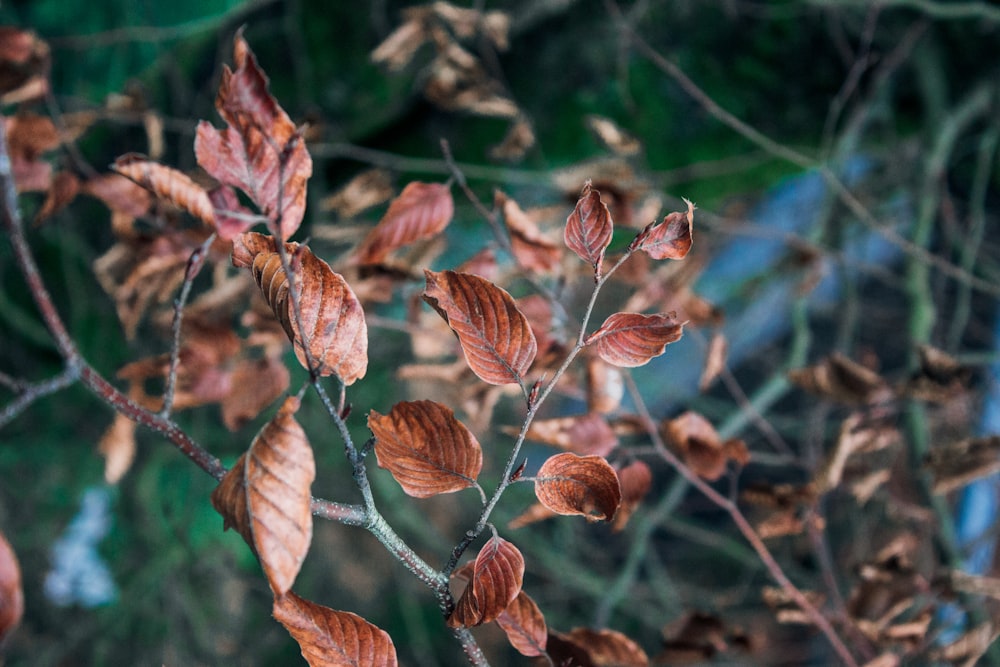 selective focus photo of brown leaf
