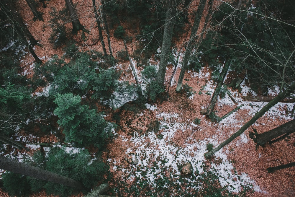 green-leafed trees