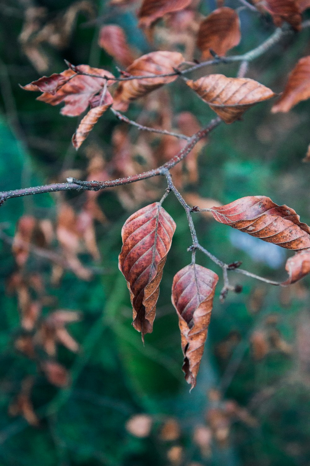 close-up photography of dried leaves