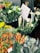 A vibrant display of assorted flowers packaged in clear plastic wraps, arranged in buckets. The foreground includes bright orange and yellow flowers, while the background shows various green foliage and a hint of a white sign with text.