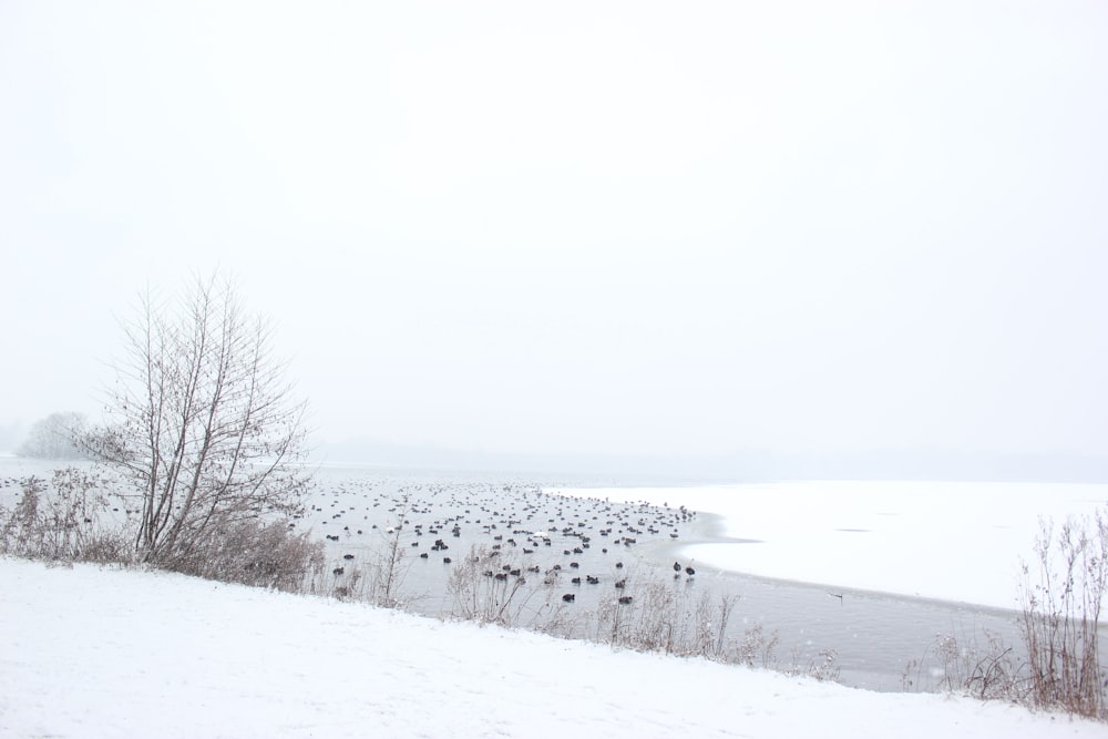 rivière à côté d’arbres sans feuilles