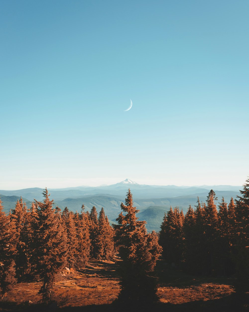 árvores de folhas marrons sob o céu azul