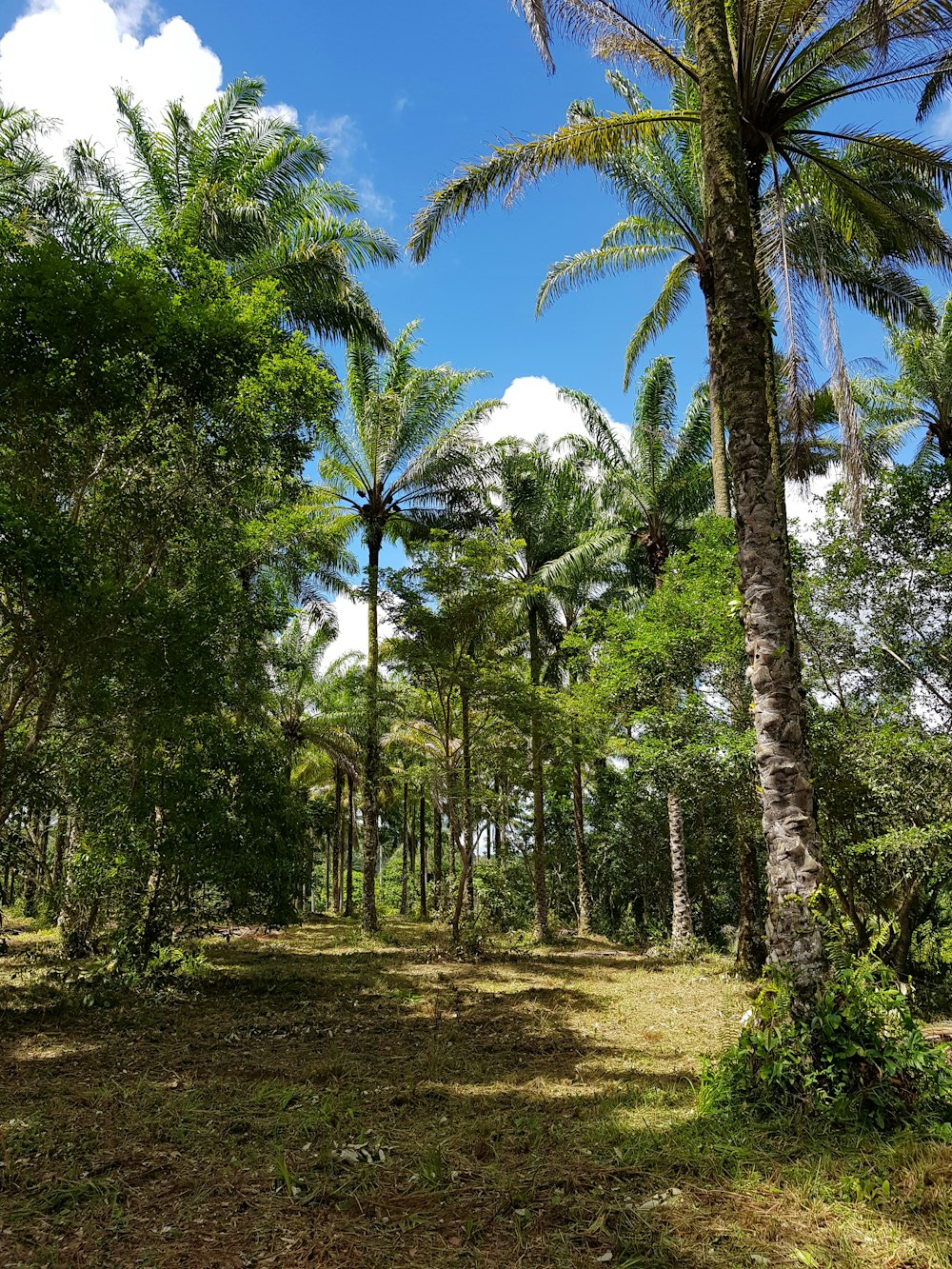 green palm trees under blue and white cloudy sky