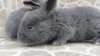 Two rabbits sitting side by side, their stitched eyes full of character and charm.