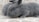 Two fluffy gray rabbits are sitting on a textured stone surface. Their fur appears soft with a slight sheen, and one rabbit has an eye visible, which is bright and curious.