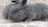 Two fluffy gray rabbits are sitting on a textured stone surface. Their fur appears soft with a slight sheen, and one rabbit has an eye visible, which is bright and curious.