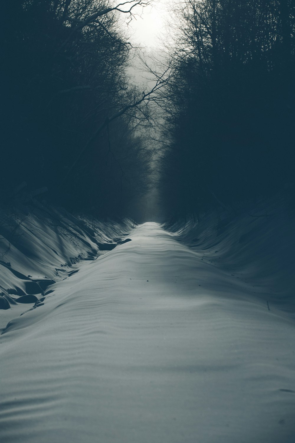 empty road covered by snow in between trees during daytime