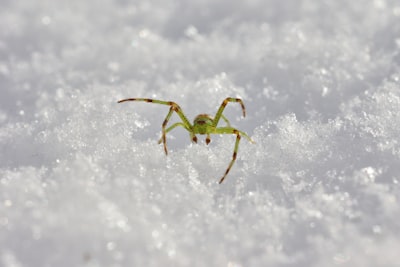 green spider on snow-covered ground astonishing google meet background