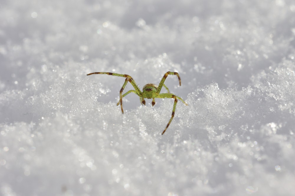 green spider on snow-covered ground