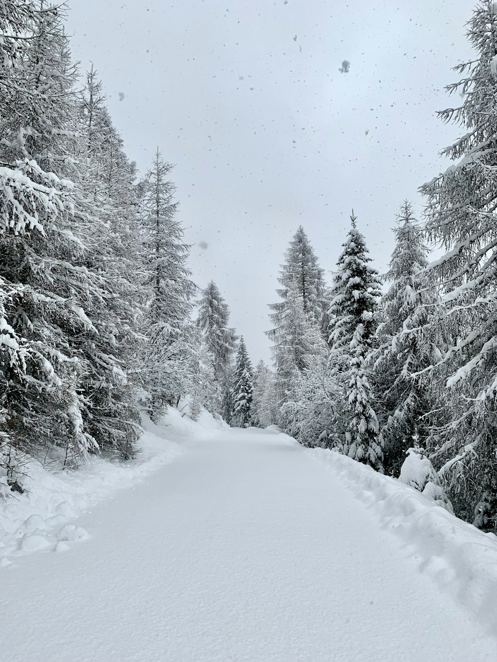 snow covered pine trees during daytime