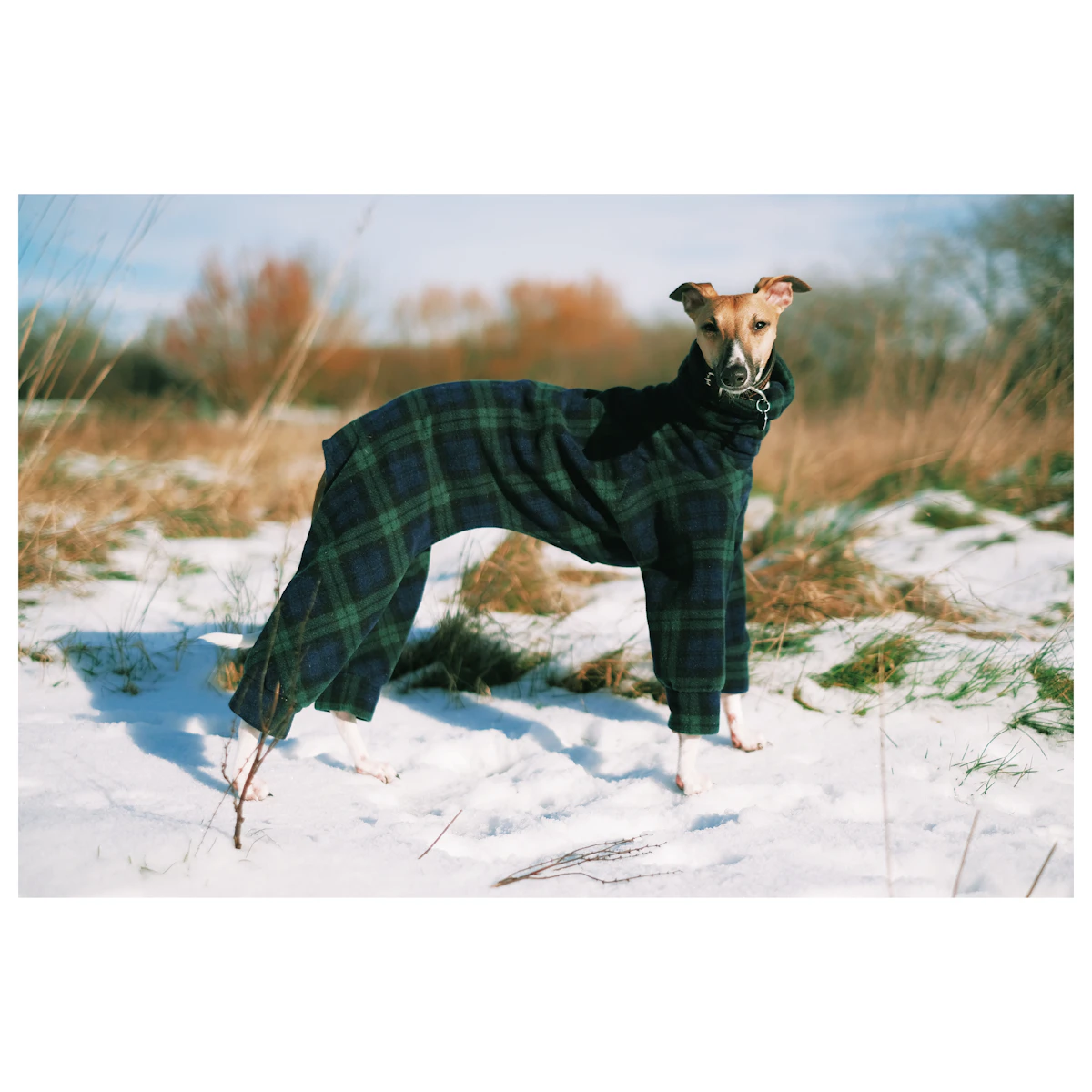 Clover, the dam of our planned litter, in her tartan coat in the snow