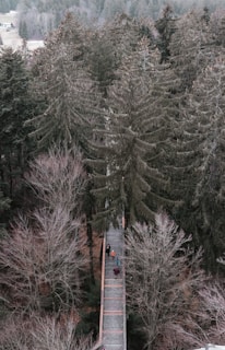 An elevated wooden walkway stretches through a dense forest. Tall evergreen trees tower over the scene, with a few people walking along the path. The atmosphere is serene and slightly overcast, suggesting a quiet and contemplative environment.