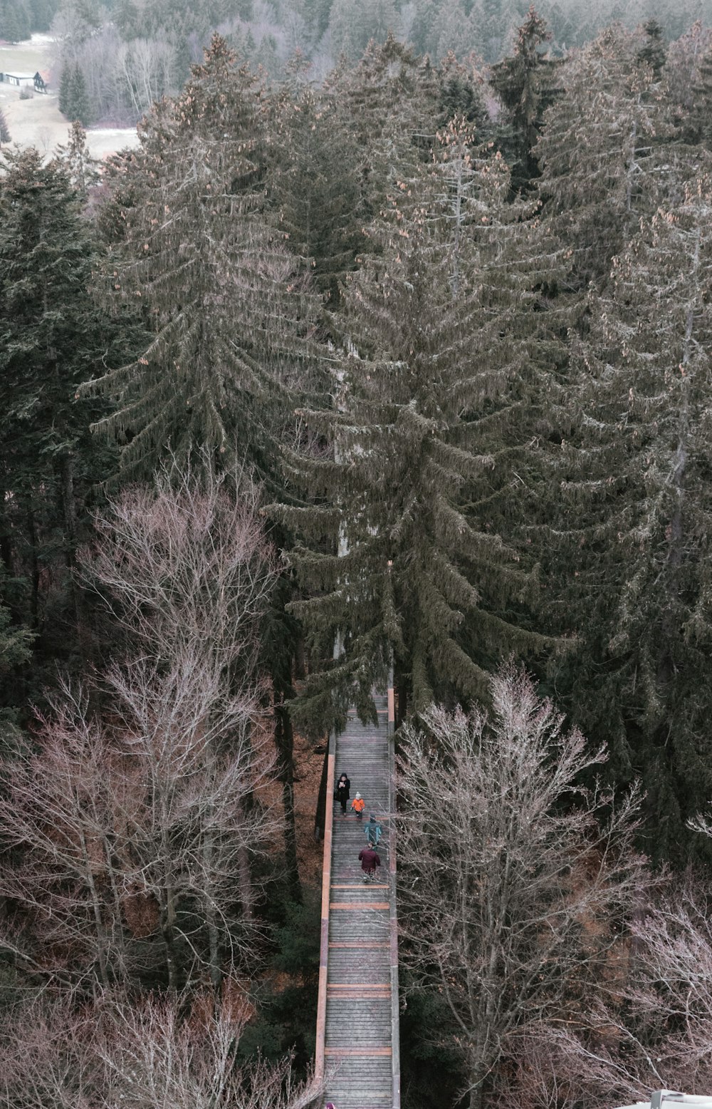 people walking on bridge between green-leafed trees during daytime