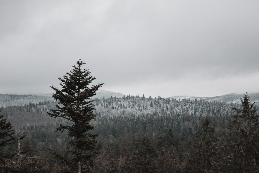 aerial photography of trees during daytime