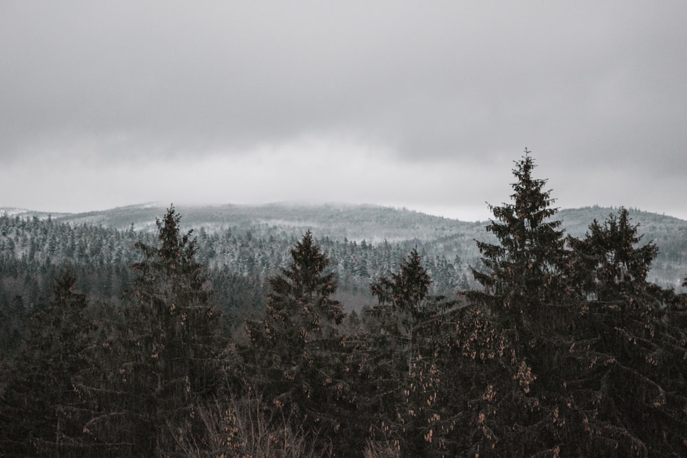 green-leafed trees