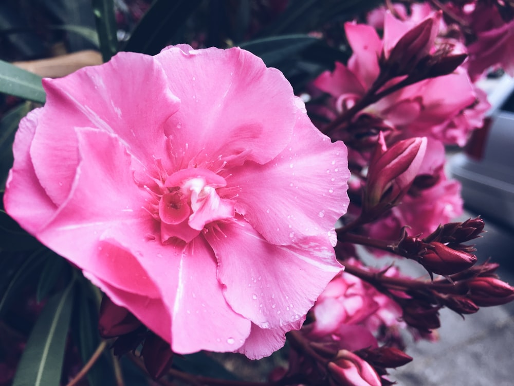 fleurs aux pétales roses