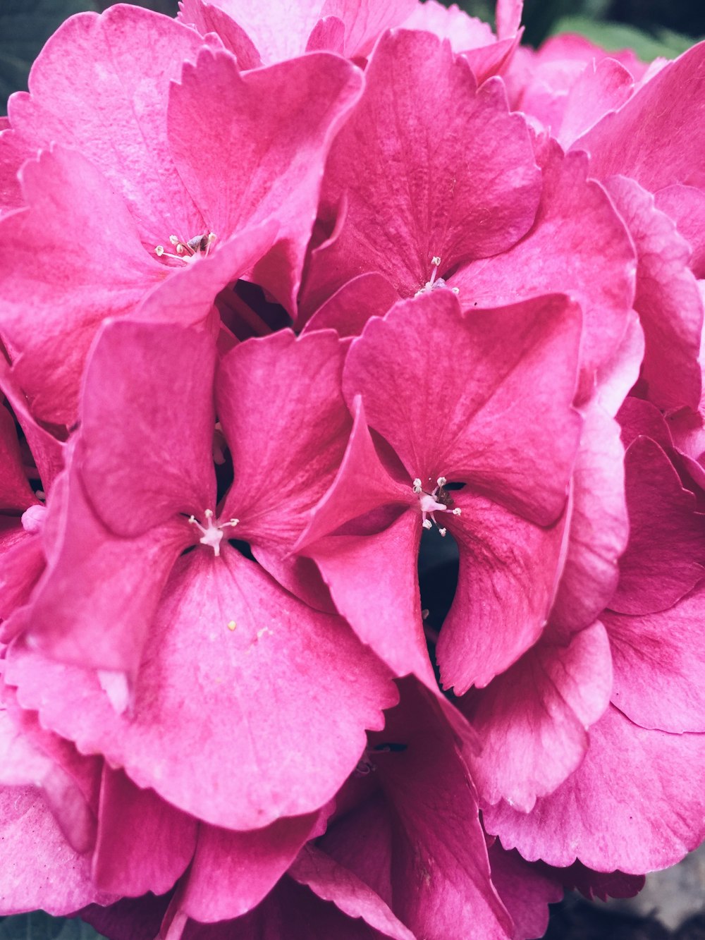 pink-petaled flowers during daytime