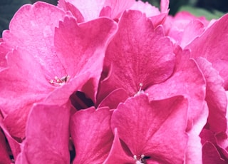 pink-petaled flowers during daytime