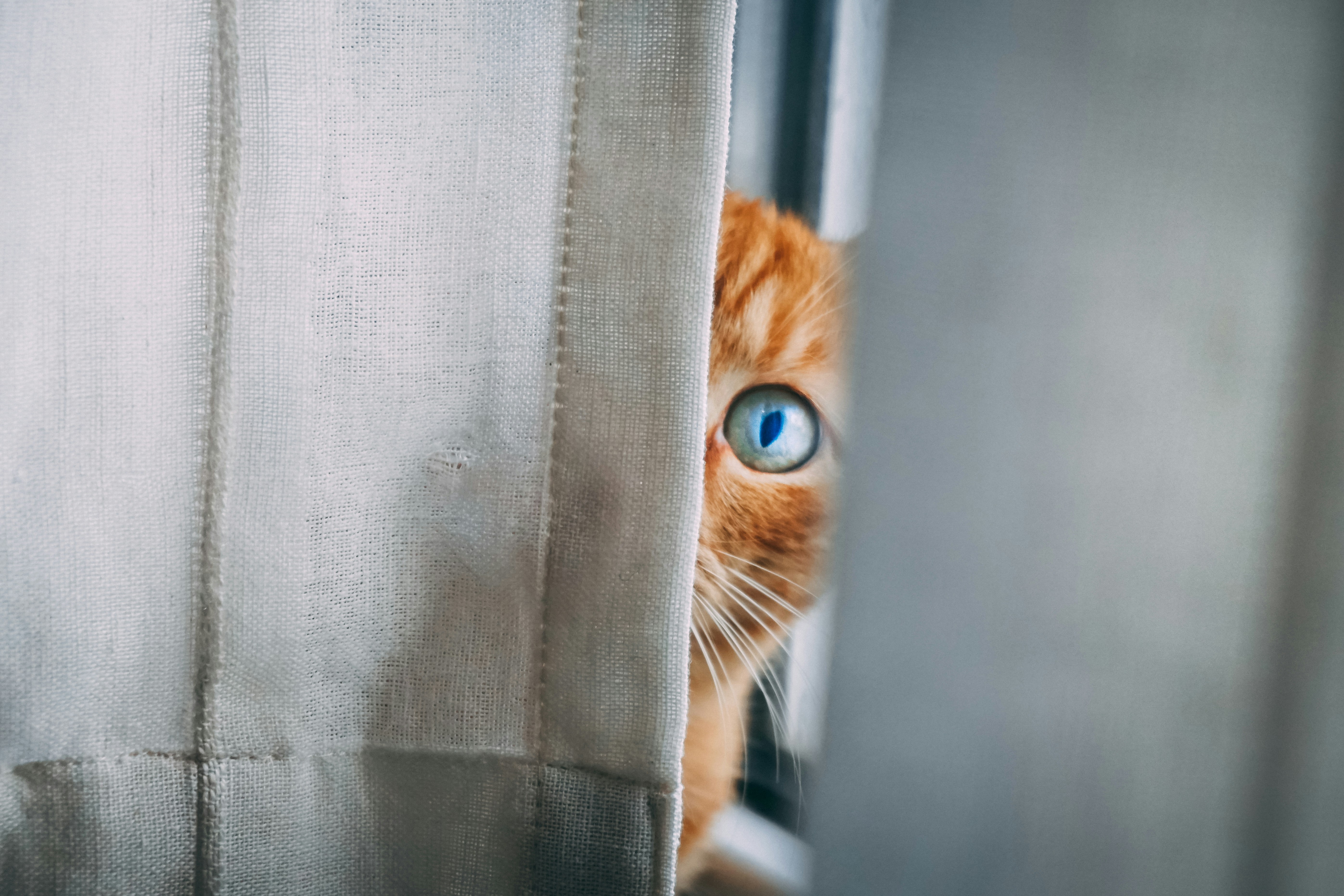orange tabby cat peeping on white textile