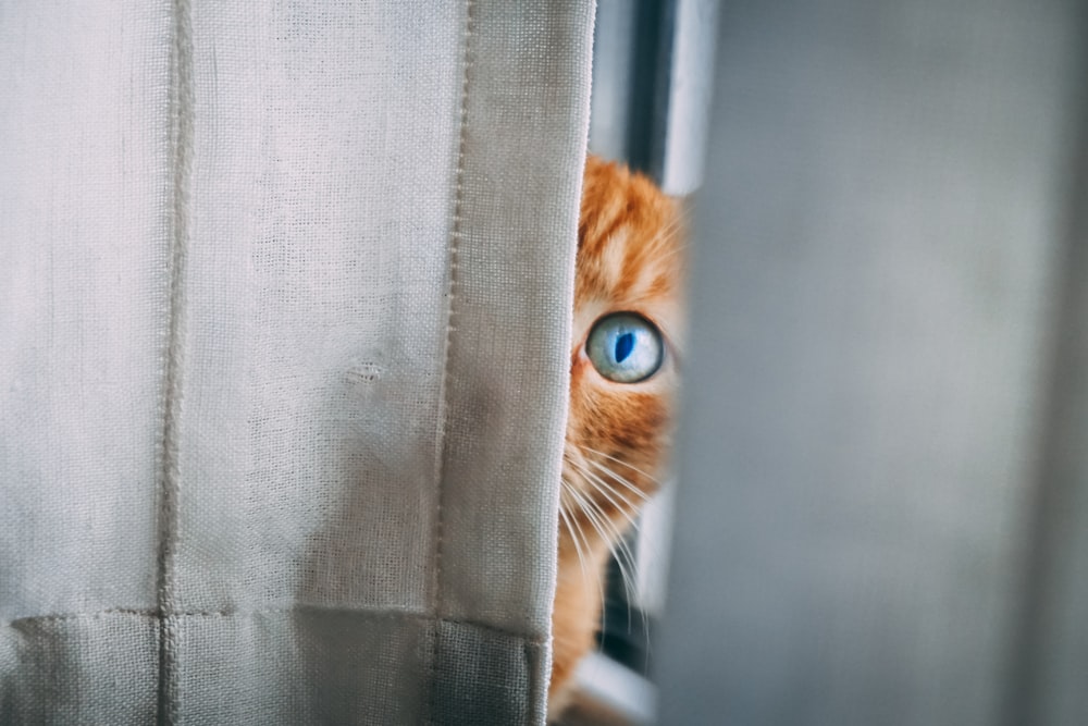 orange tabby cat peeping on white textile