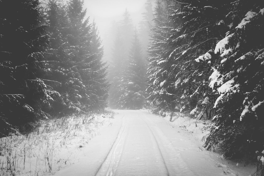 snow covered road between pine trees