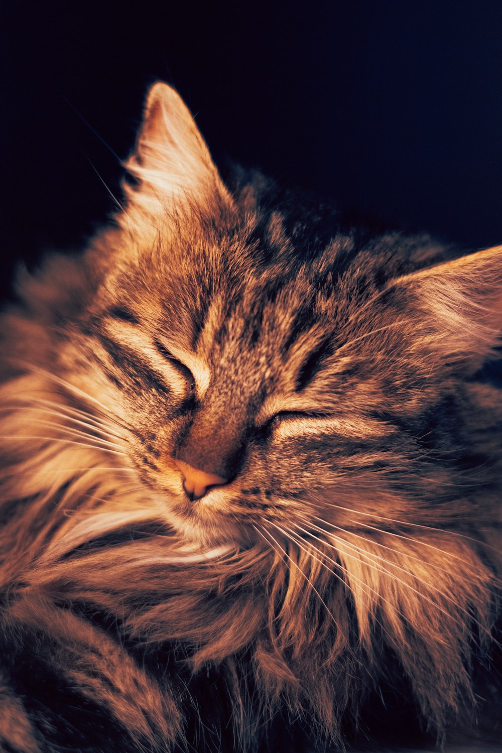 brown tabby cat in close up photography