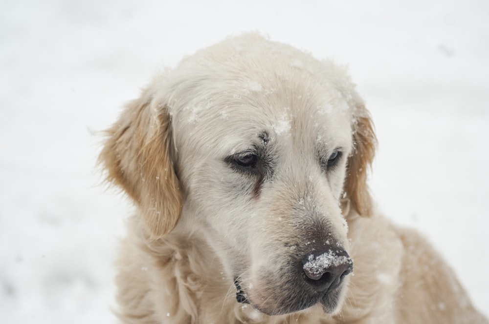 brown dog on snowfiled