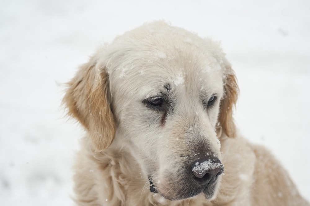 Perro marrón en un filete de nieve