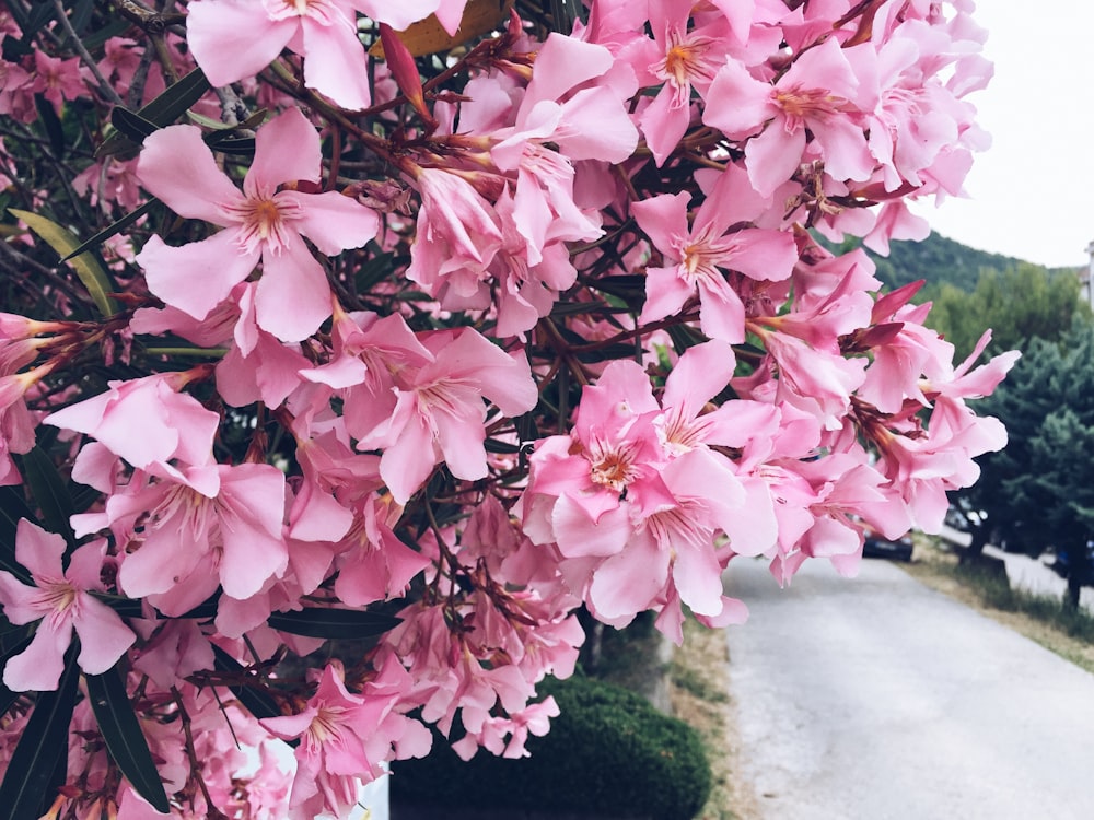 pink flowers