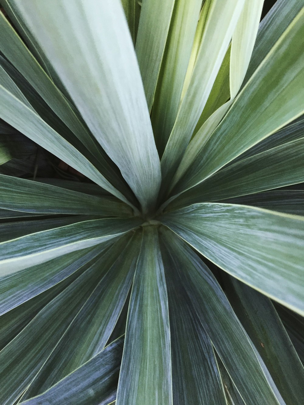 green linear plant