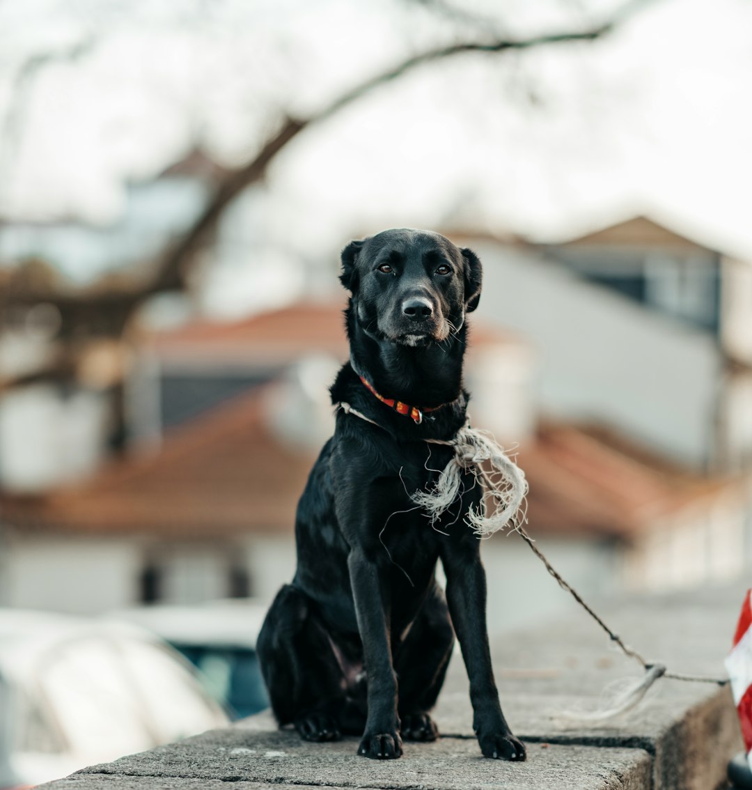 adult black Labrador retriever sitting on floor selective focus photography