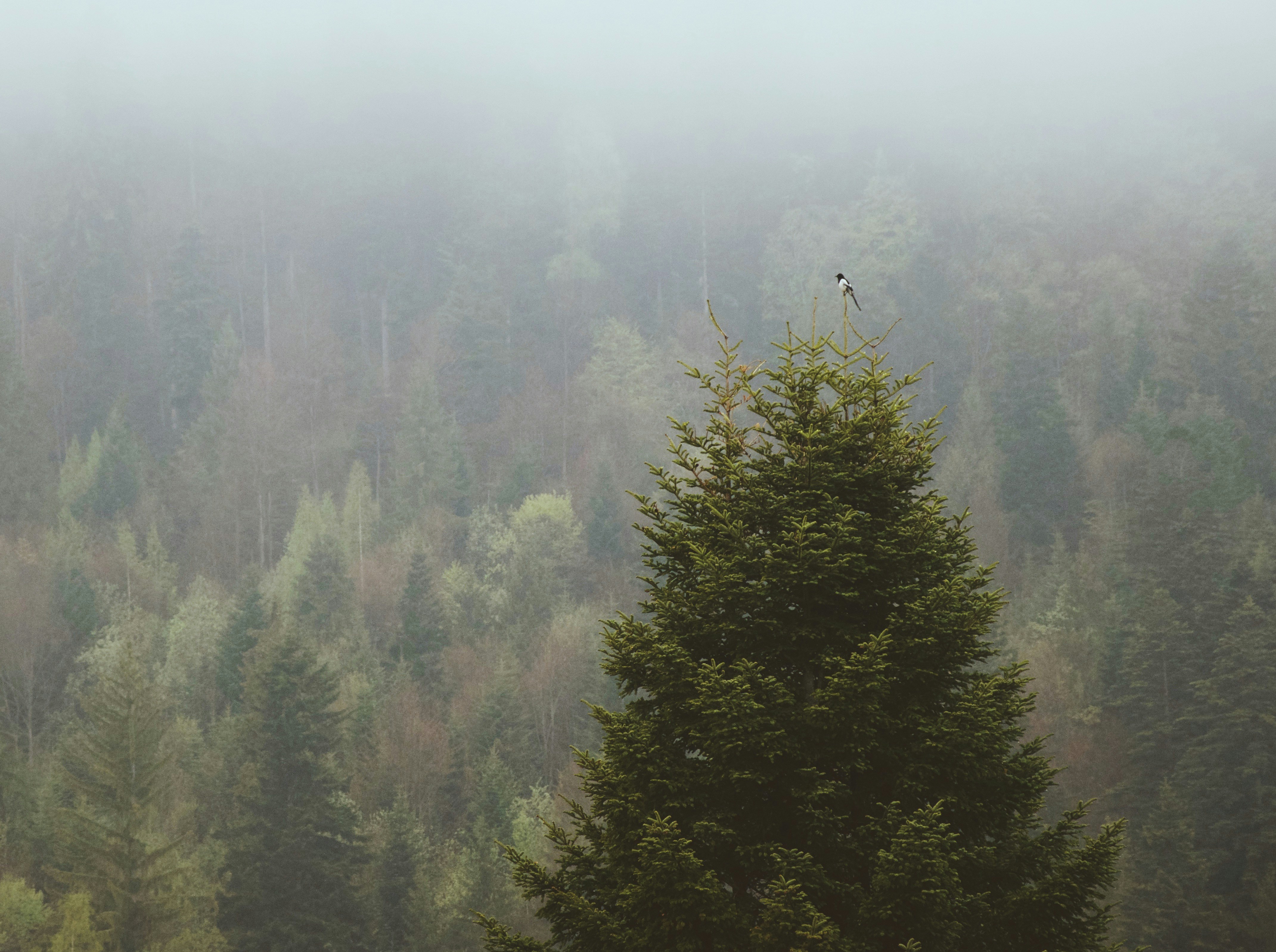 Schwarzer und weißer Vogel sitzt auf Kiefer