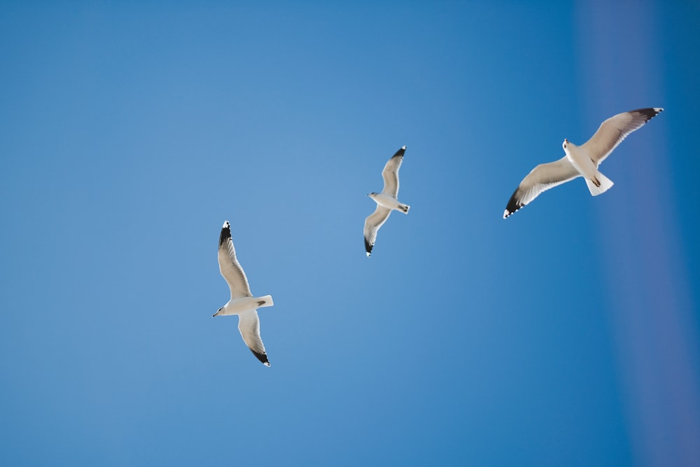 three white seagulls flying