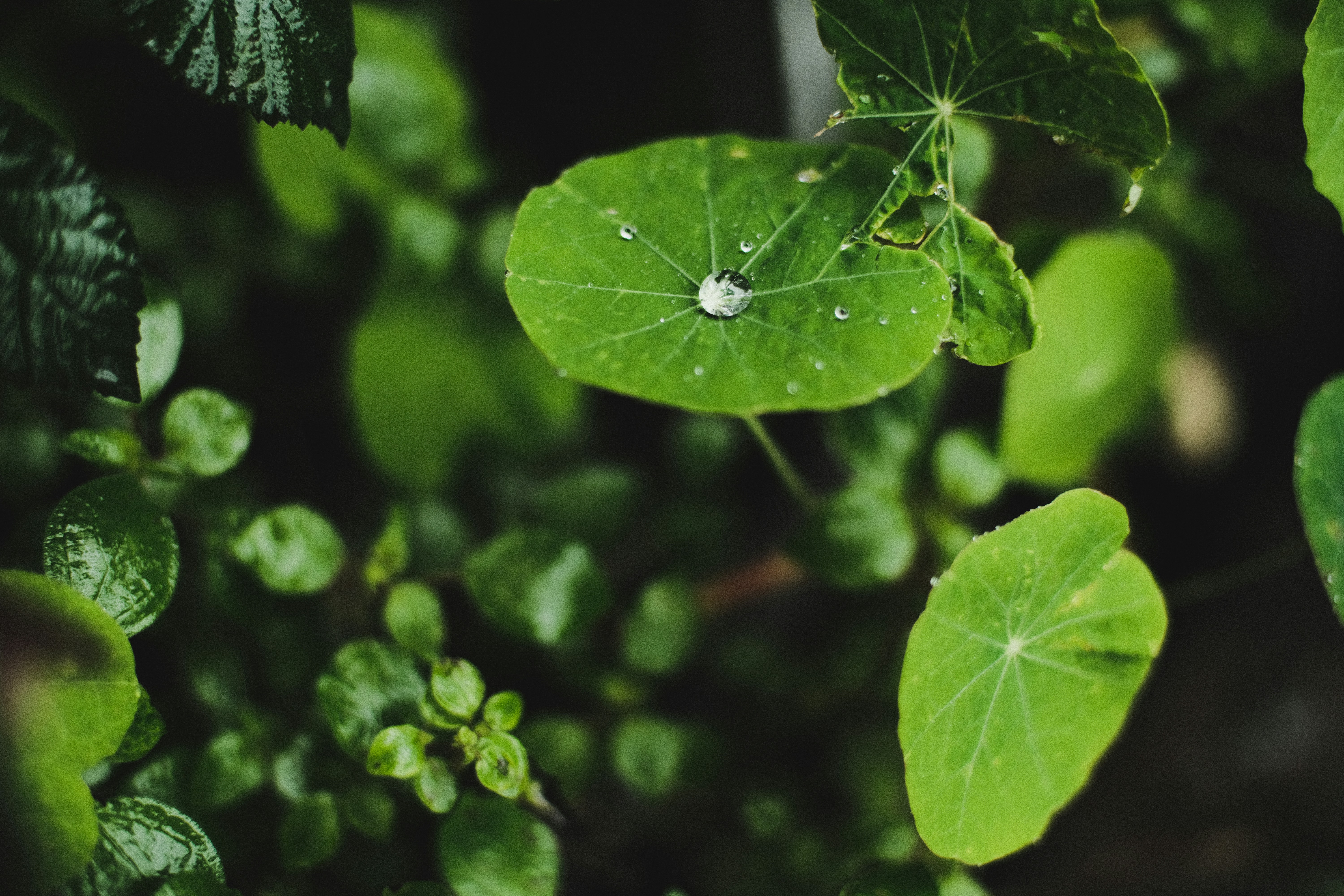 Photo by johngibbons