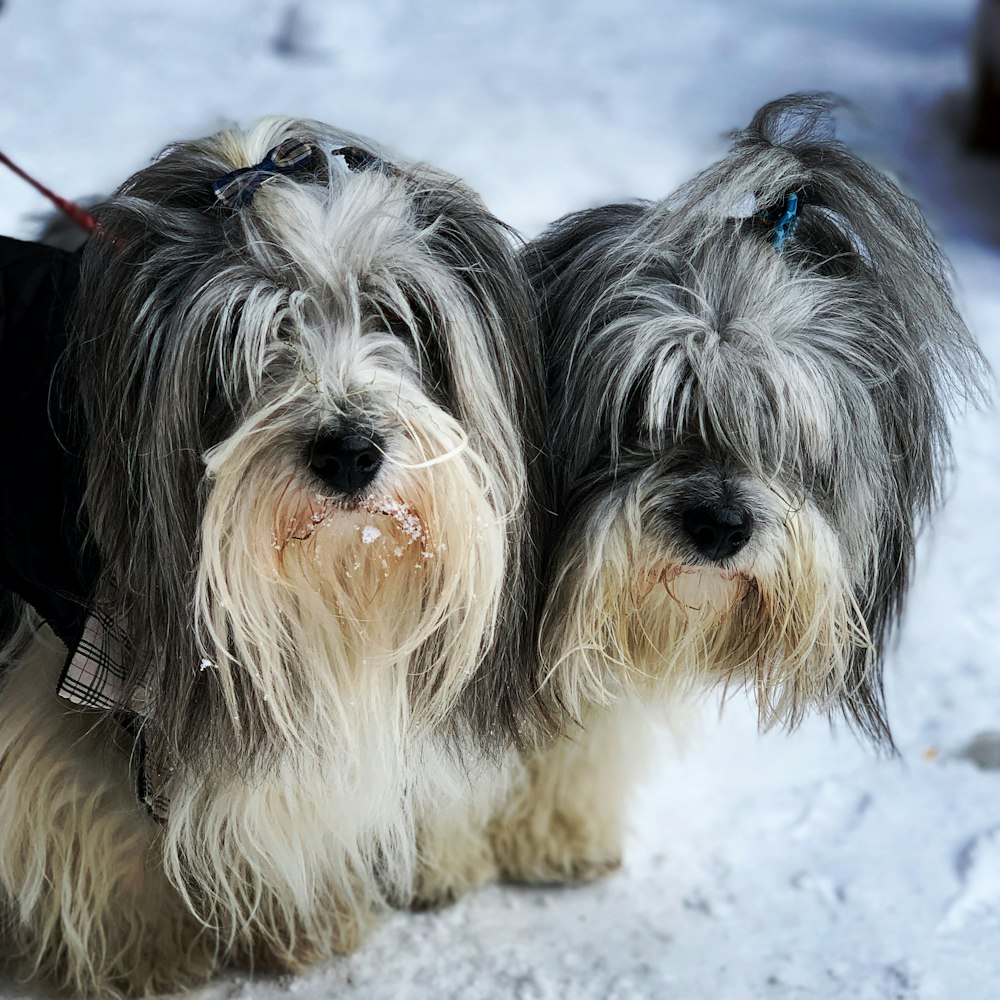 two adult white and black bearded collies