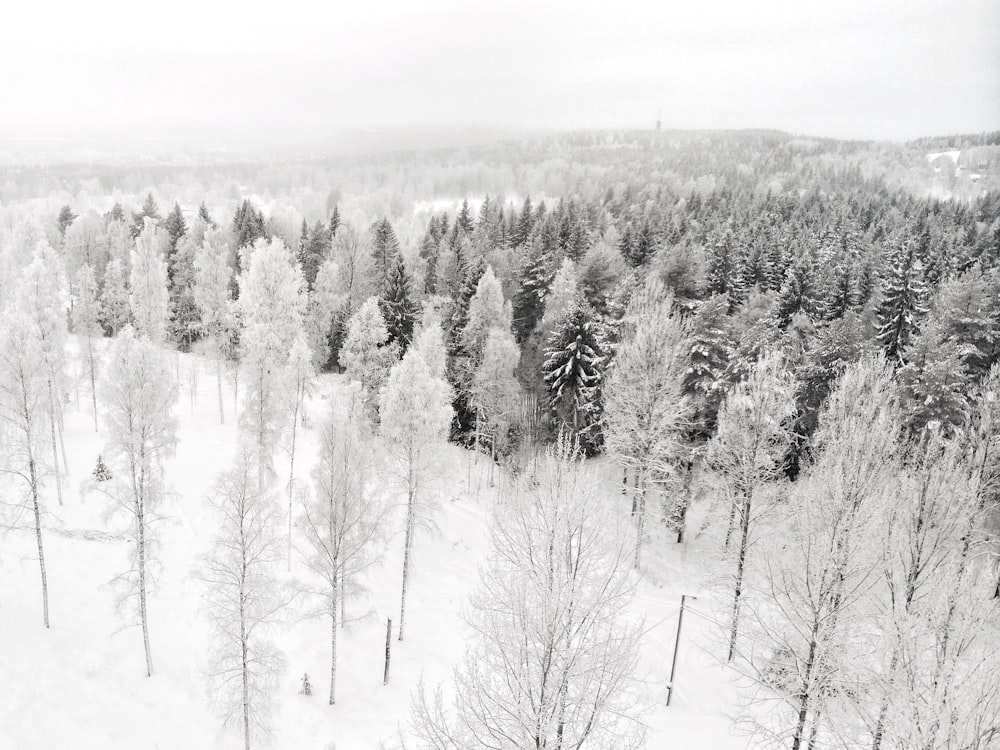 aerial photography of snow covered pine trees during daytime