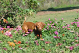 A happy dog in a pink floral dress standing in a garden full of flowers.