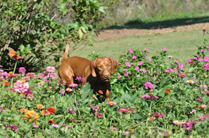 A happy dog in a pink floral dress standing in a garden full of flowers.