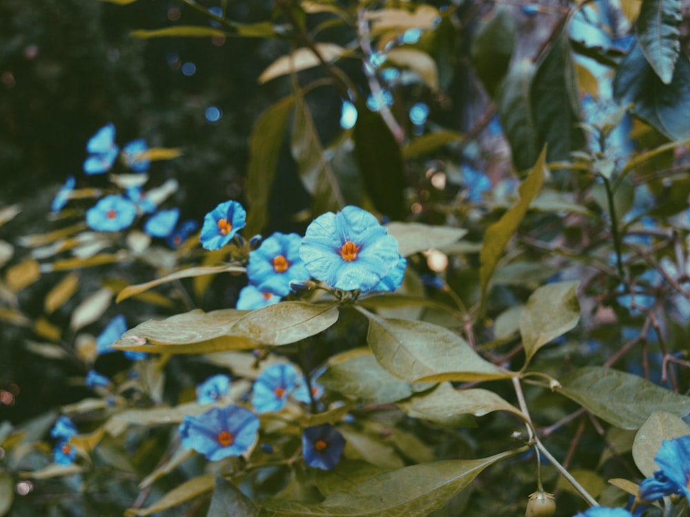 closeup photography of blue petaled flowers