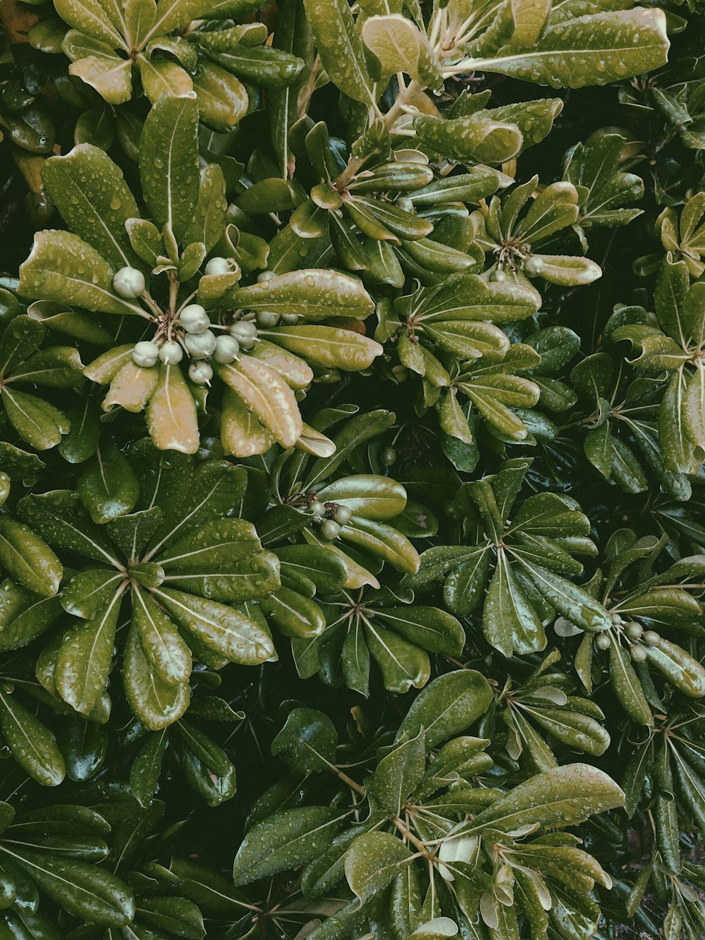 closed-up photography of green-leafed plants