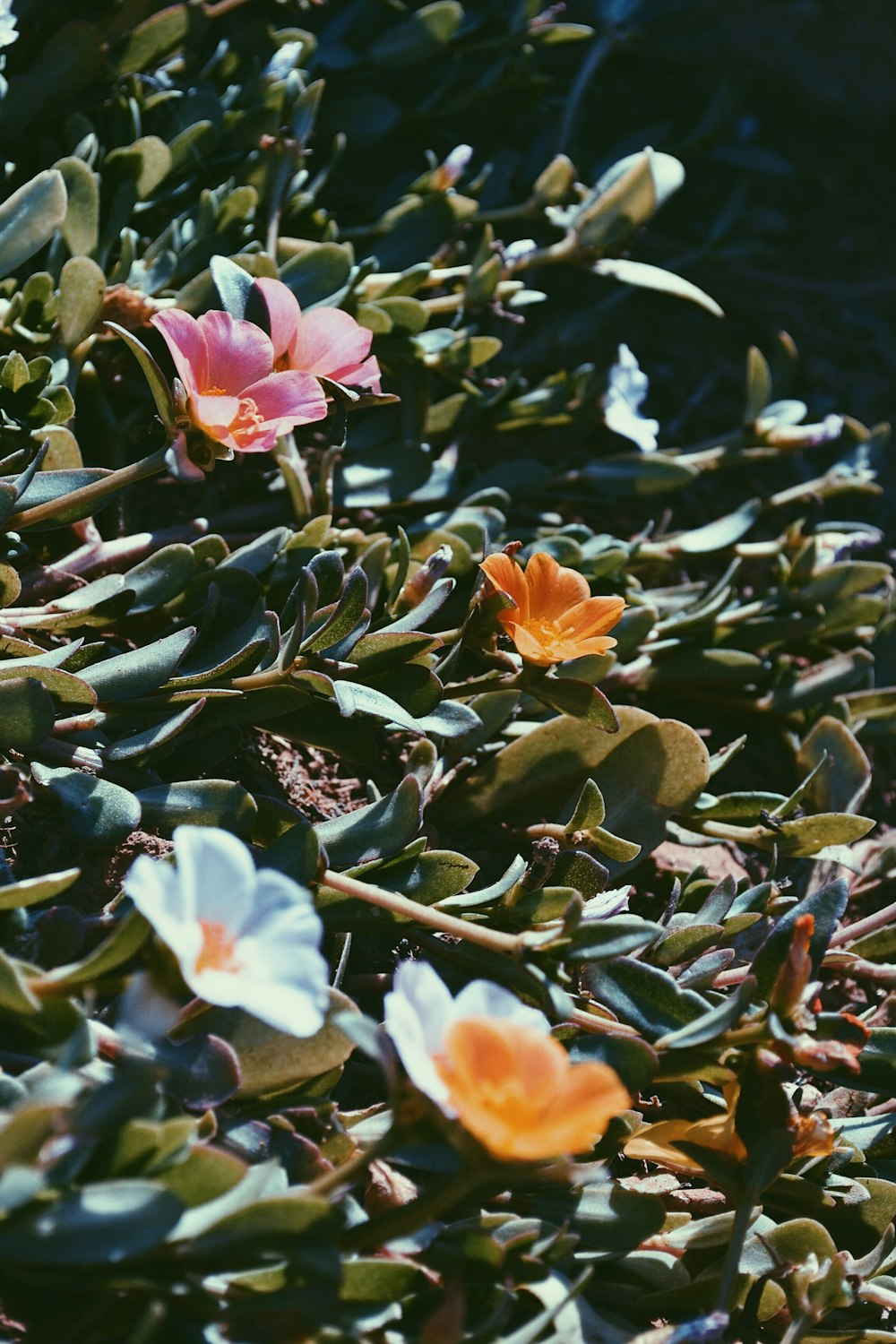 close-up photography of assorted-color plant flowers during daytime