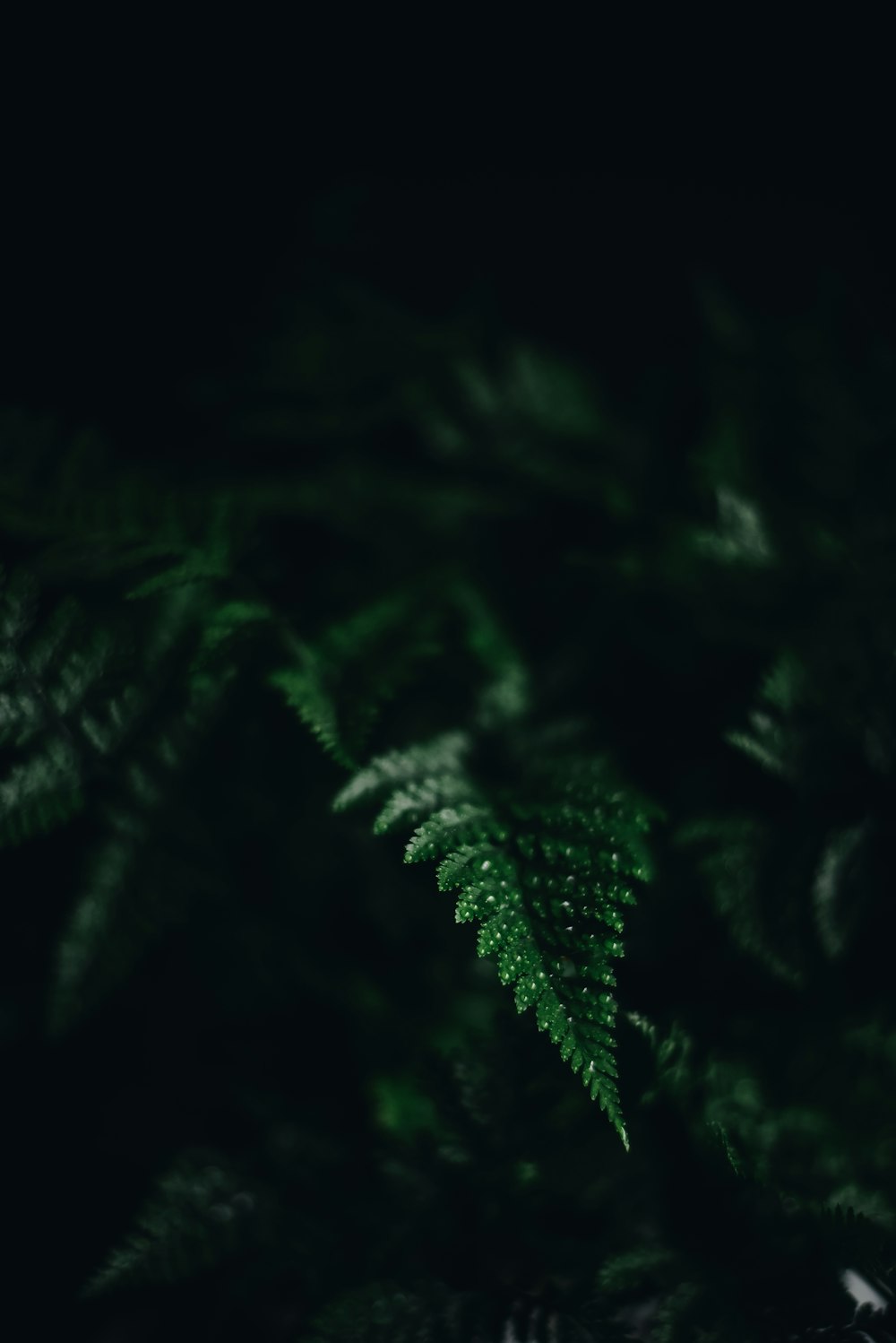 selective focus photography of fern leaf