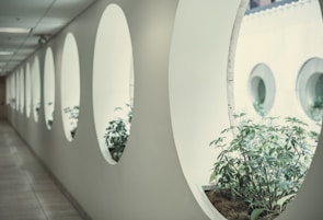 Clean hospital corridor bathed in natural light with green plants