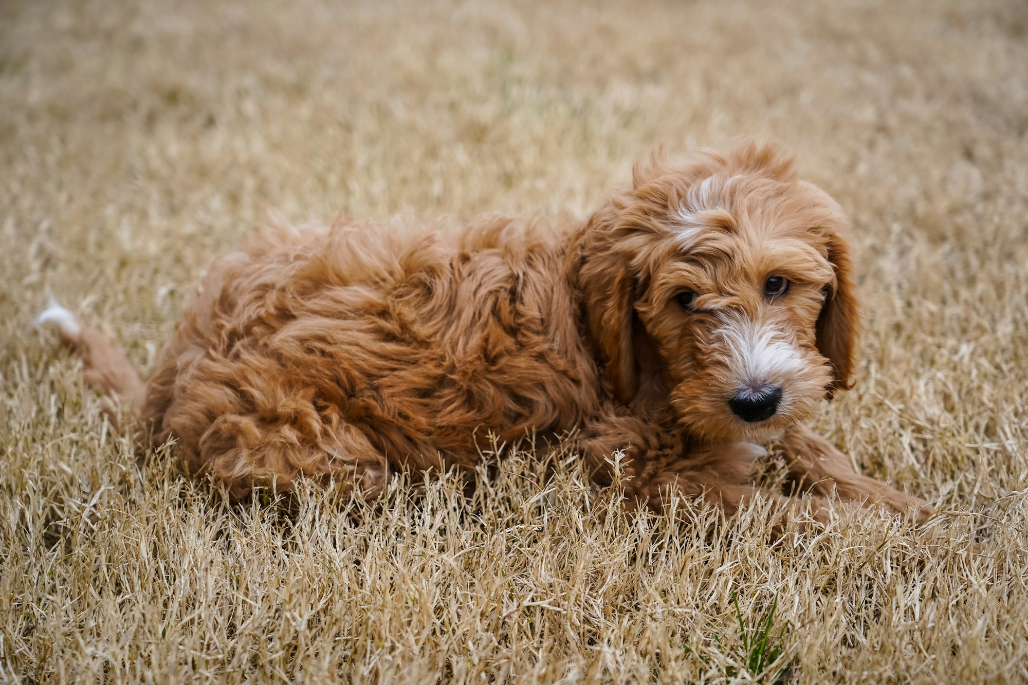 mini goldendoodle vs goldendoodle