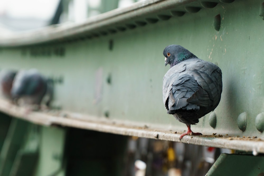 selective focus photography of gray pigeon