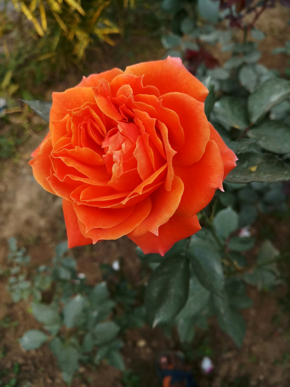 orange rose