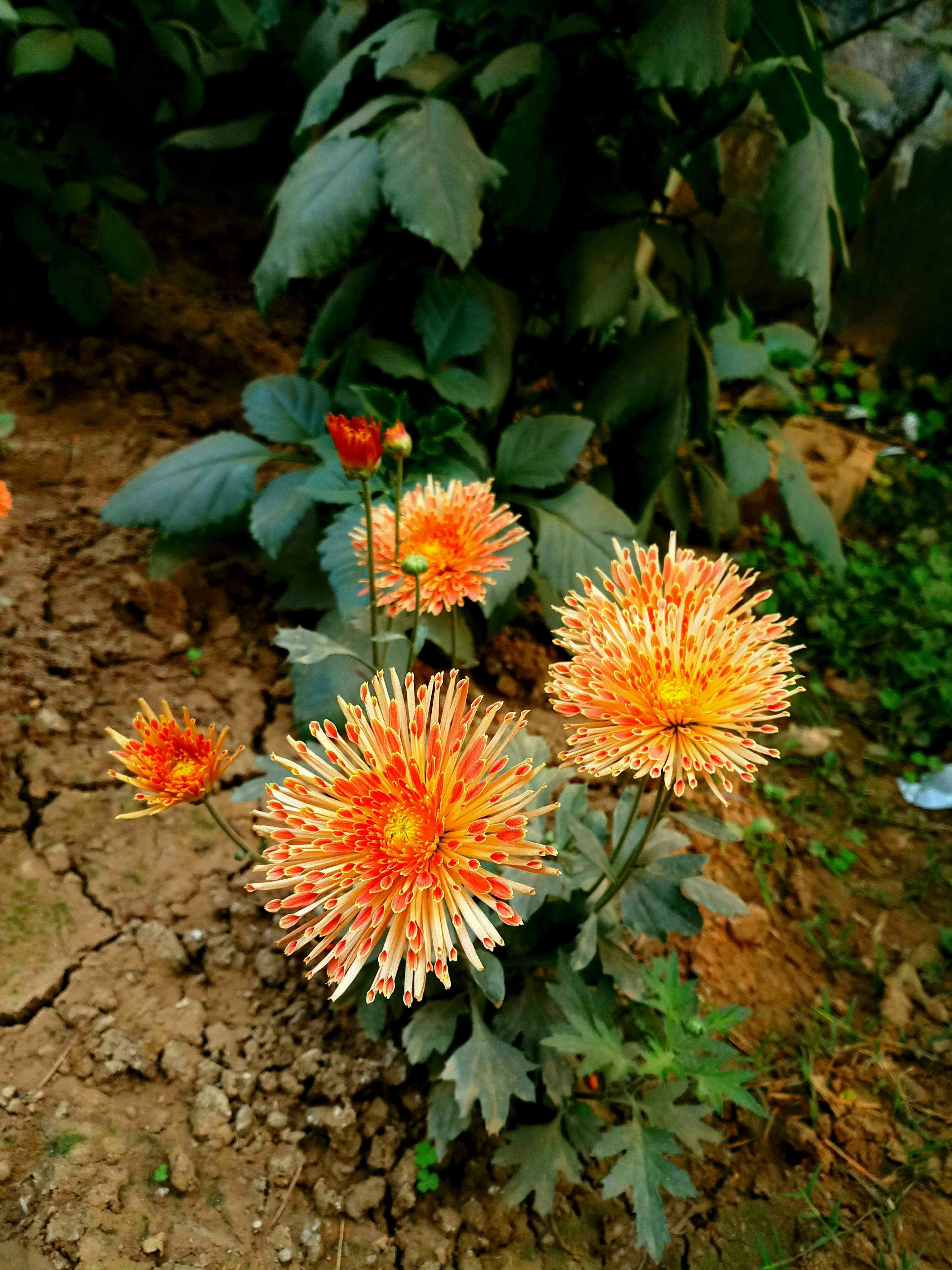 orange and red cluster flower
