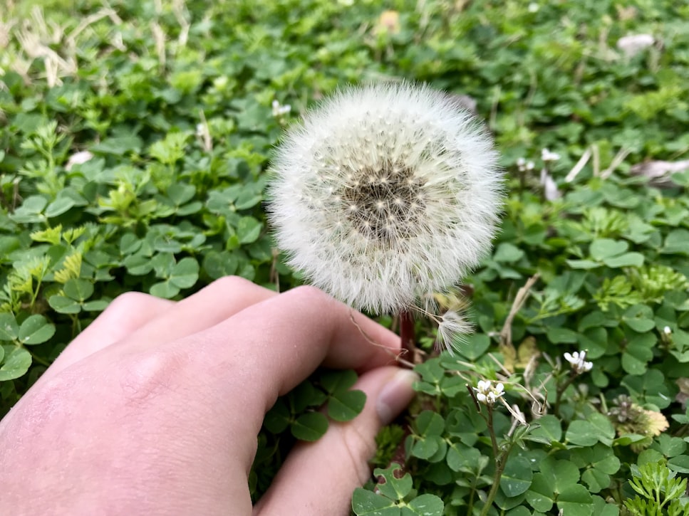 fried dandelions what an amazing edible flower! | 32 Edible Flowers - The Complete List Of Flowers You Can Eat & Flower Recipe Ideas By Homesteading at https://homesteading.com/edible-flowers-5-flowers-you-can-eat