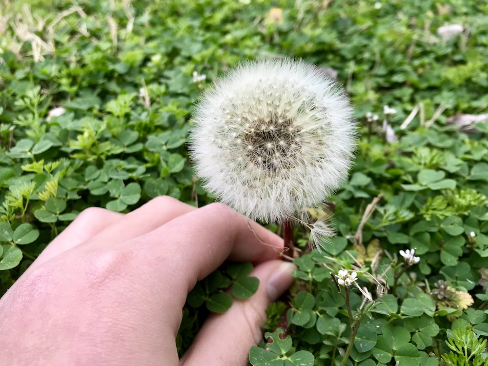 white dandelion flower