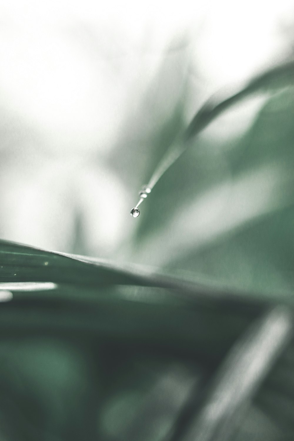 selective focus photo of green-leafed plant